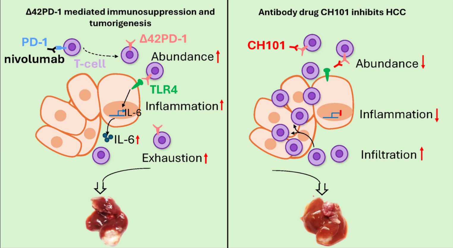Δ42PD1 Antibody Drug as an Immunotherapy against Cancers and Infections